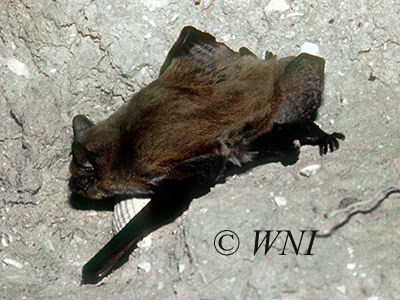 Kuhl's Pipistrelle (Pipistrellus kuhlii)